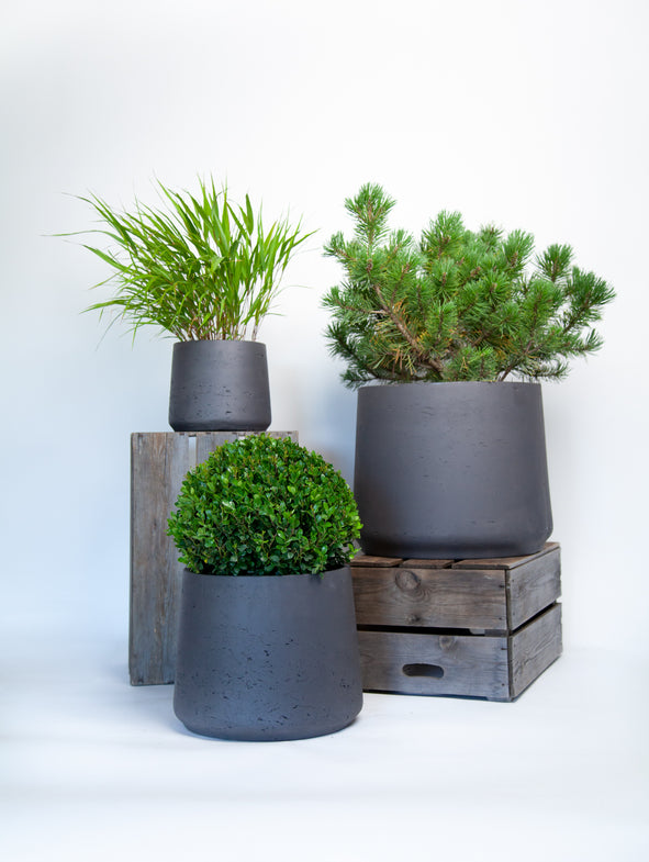 Soto Green - Sunny - 3/Set